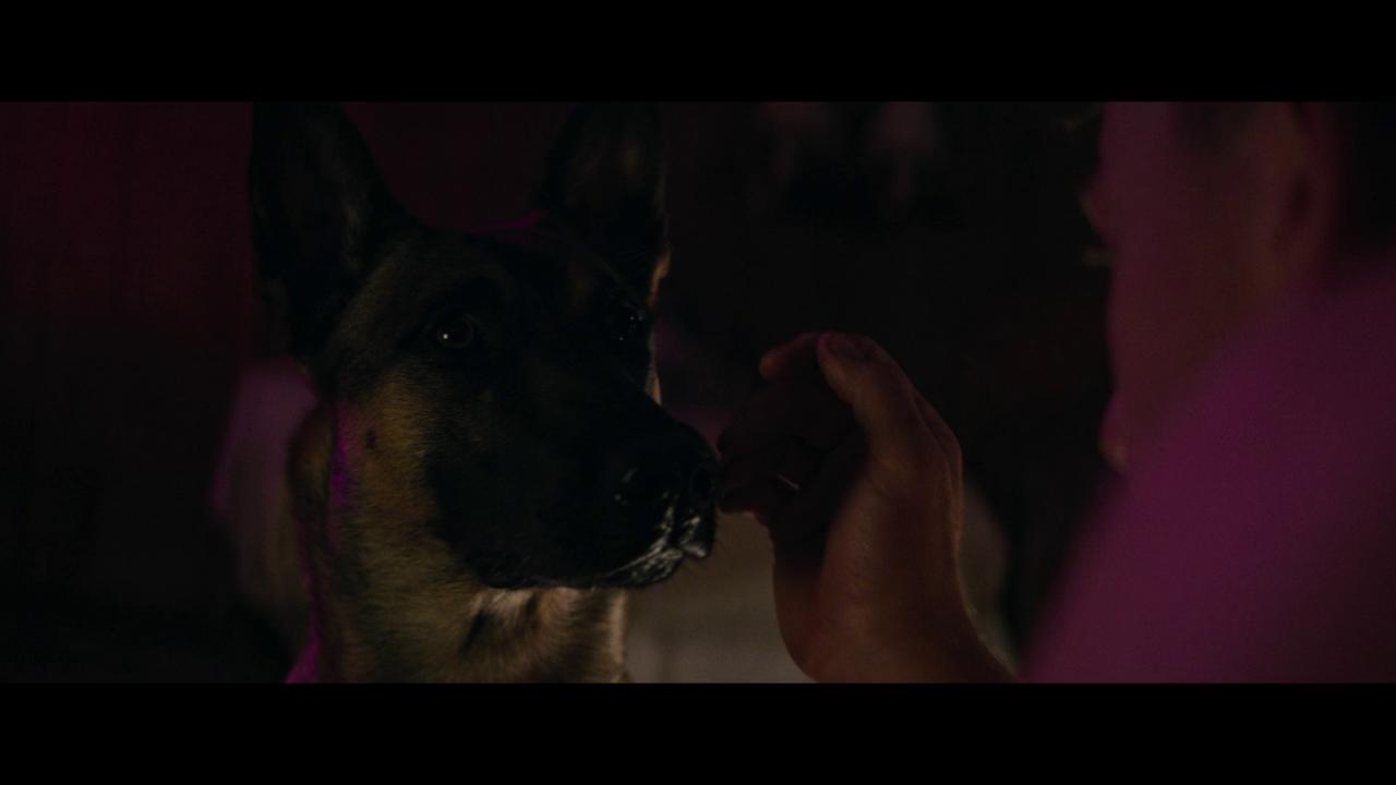 [忠犬][WEB-MKV/3.85GB][无字片源][1080P][HDR版本][流媒体]